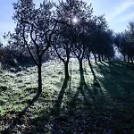 Agricola Posapiano Feriegård *